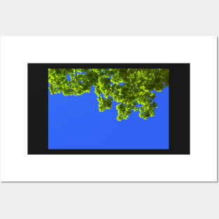 Green oak leafs and branches against blue background Posters and Art